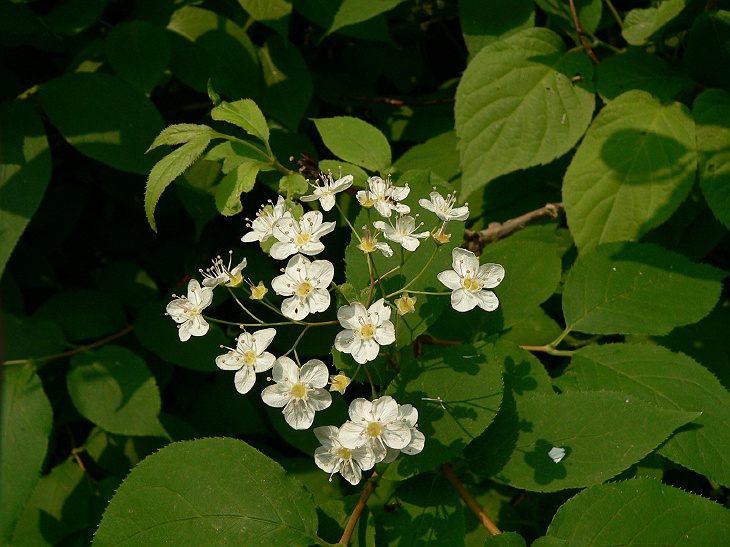 P1020417_1.jpg