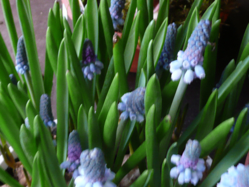 hyacinth1.JPG