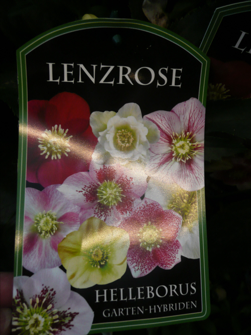 schnee_rose 3.JPG
