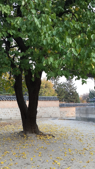 20141106_1620051411제주도.jpg