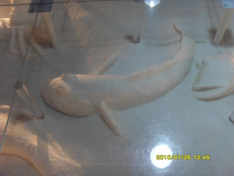 SDC13469.JPG