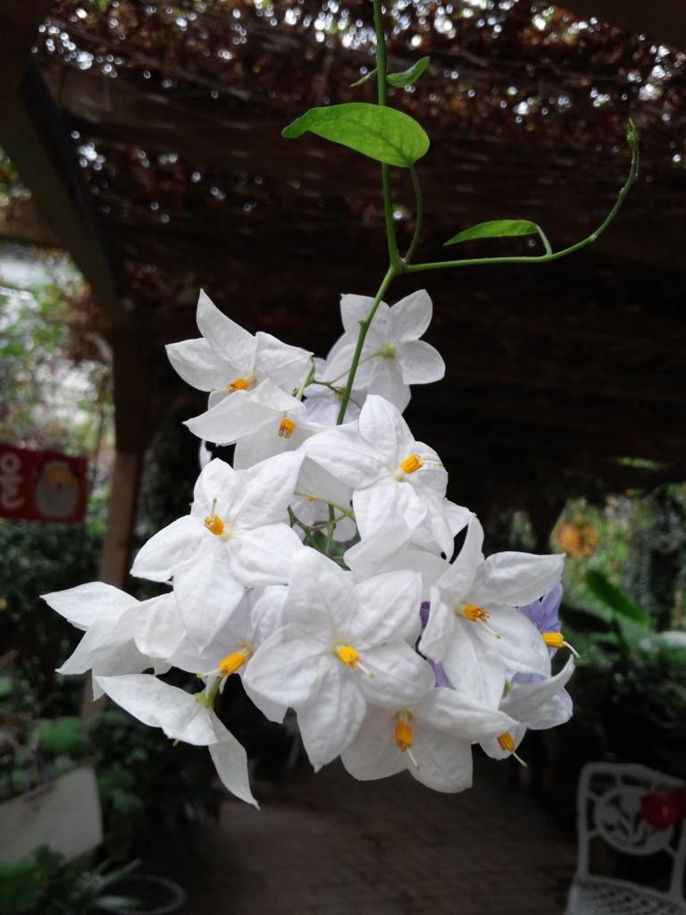 CAM01088.jpg