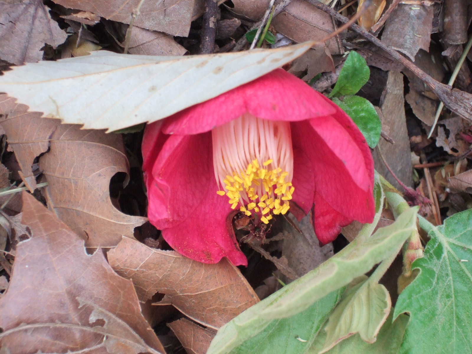 DSCF1736.JPG