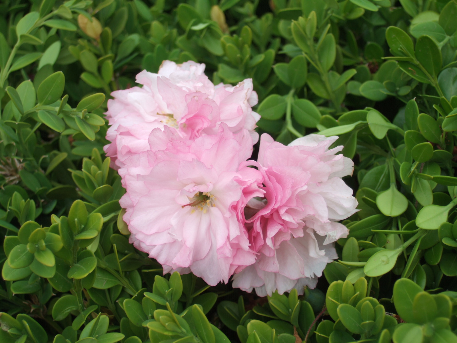 DSCF1750.JPG