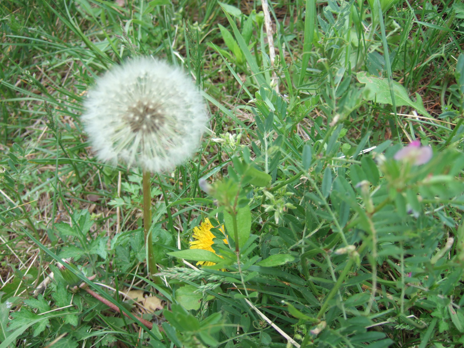 DSCF1801.JPG