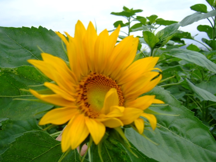 DSCF8067.JPG