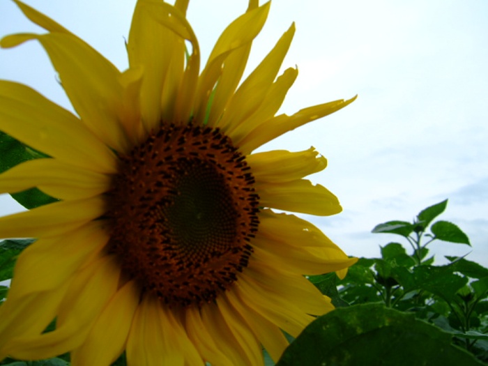 DSCF8075.JPG