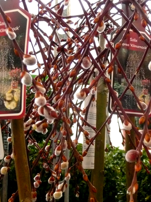 blumenmarkt5.JPG