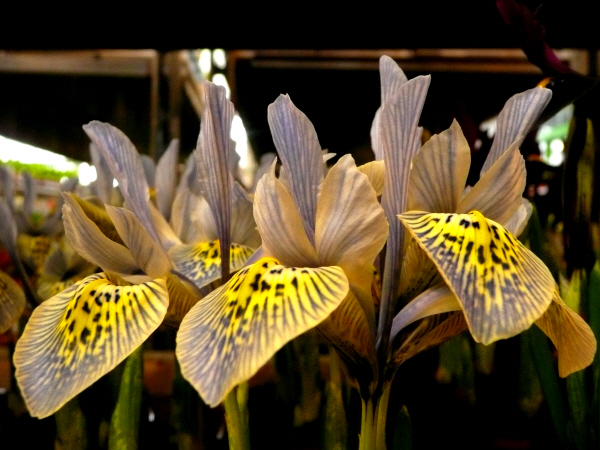 blumenmarkt6.JPG