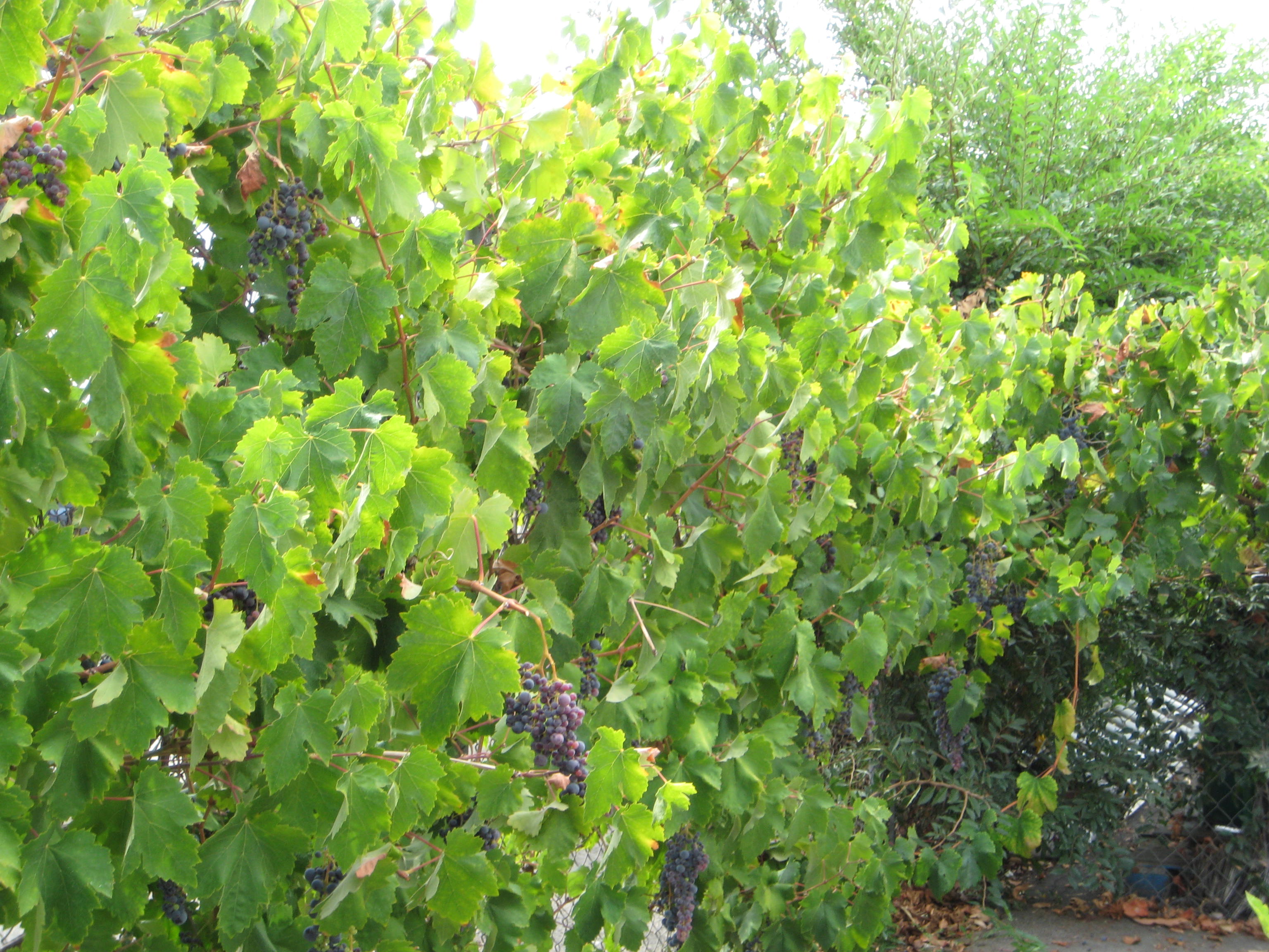 grapes 012.jpg grapes 012.jpg