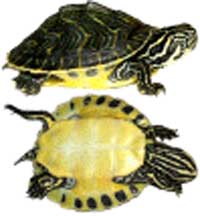 peninsula_cooter.jpg