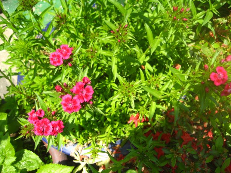 IMG_0193.JPG
