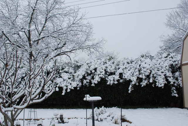 backyard_1.JPG