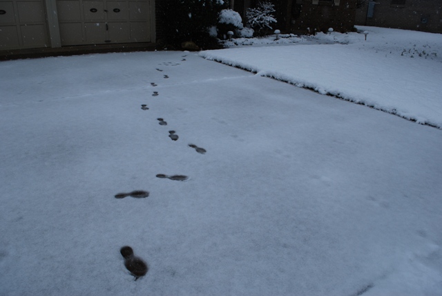 snow2.JPG