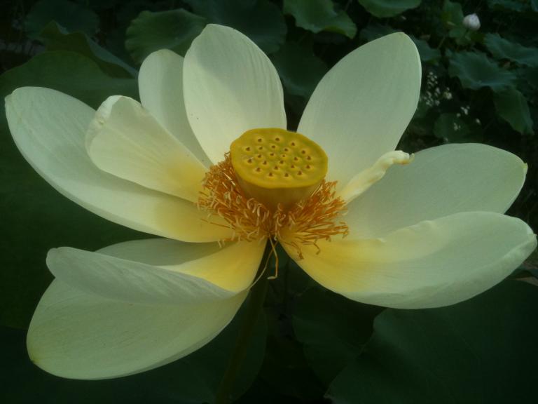 나리꽃 096.jpg