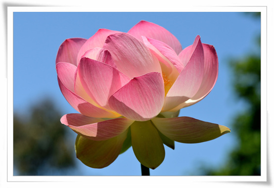 lotus 2 163.jpg