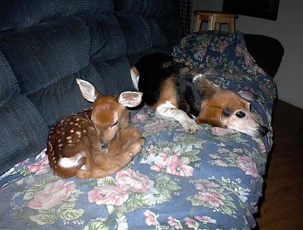 bambie_n_beagle.JPG