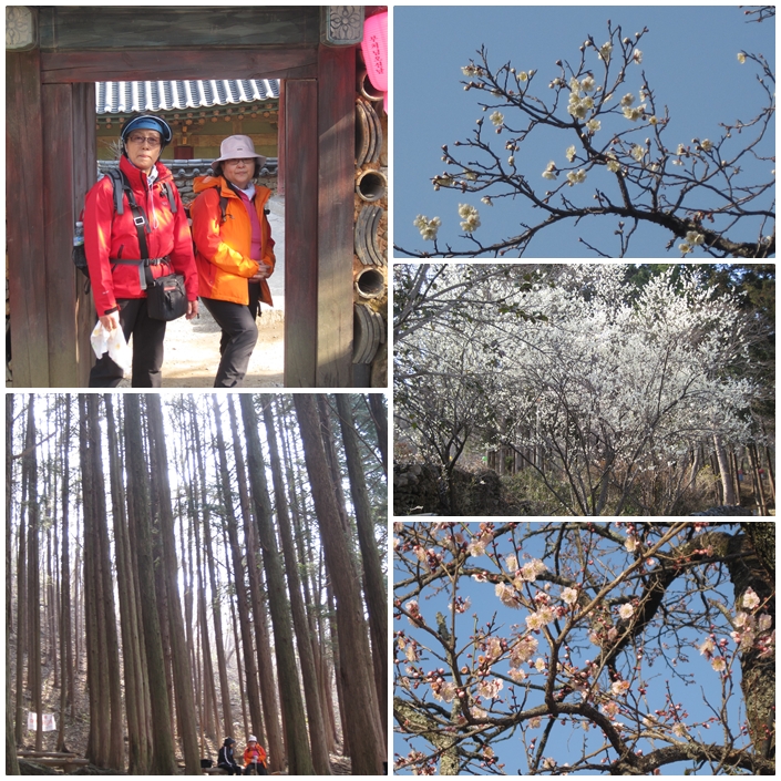 선암사 매화.jpg