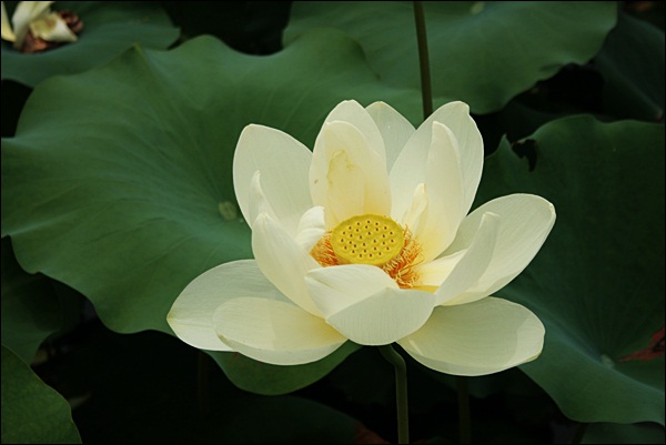 현충원042-20120702-131241.JPG