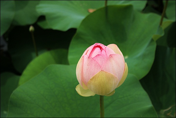현충원060-20120702-131636.JPG