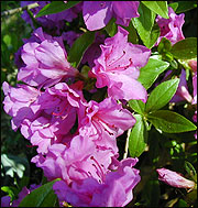 azaleas.jpg azaleas.jpg