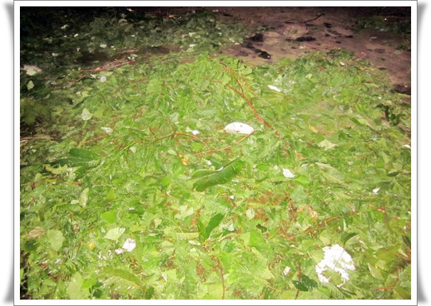 유산슬밥 그리고 후폭풍에 나뭇잎들이 마당에 쌓였지요.  오십년전책 이상 전집 010.jpg