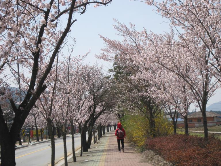 벚.jpg