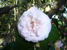 P1090051.JPG