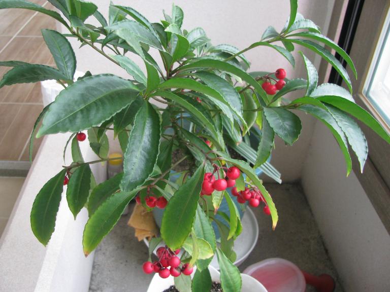 2010 006.jpg