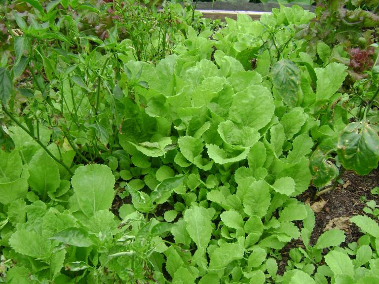 DSC07248.JPG