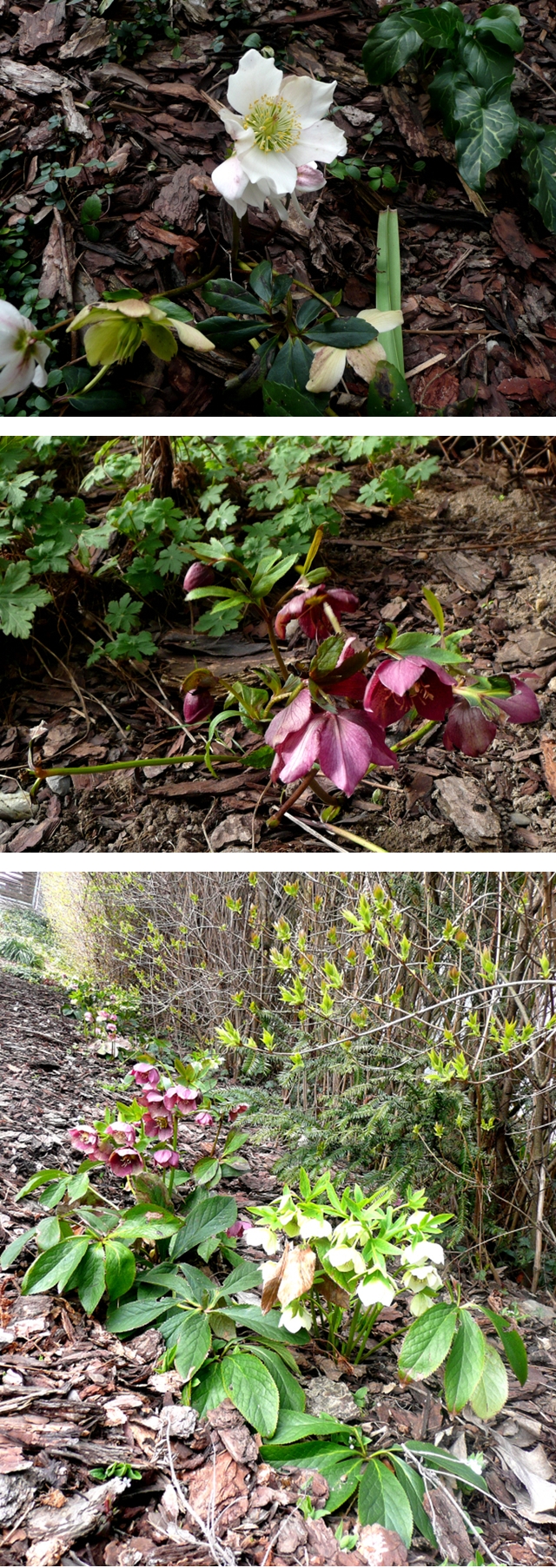 schneerose 1vor ostern4-vert.jpg