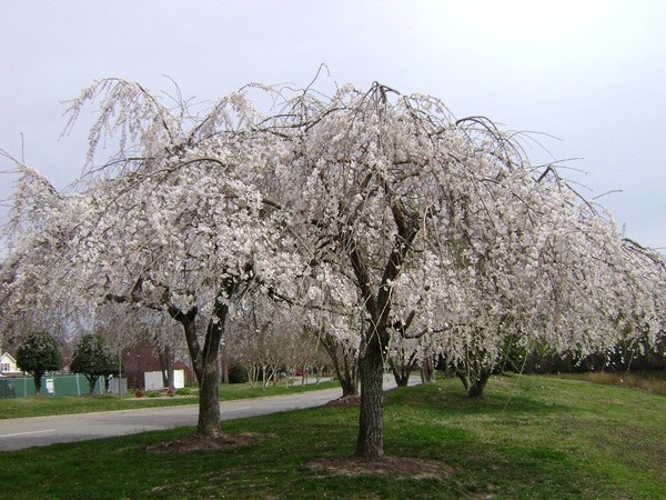 c-DSC03096.JPG