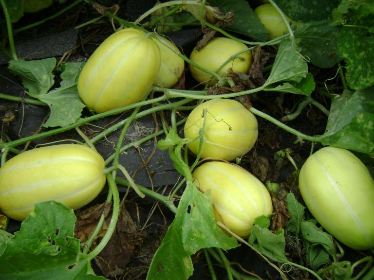 DSC07373.JPG