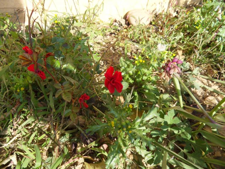 SDC11813.JPG