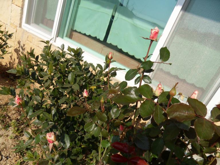 SDC11817.JPG