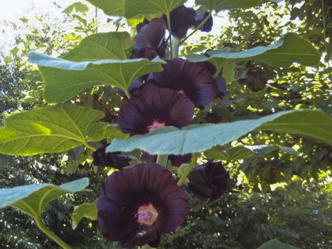 floweraug1.JPG