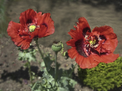 poppyaug1_4_8.jpg