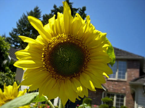 sunfloweraug1.JPG
