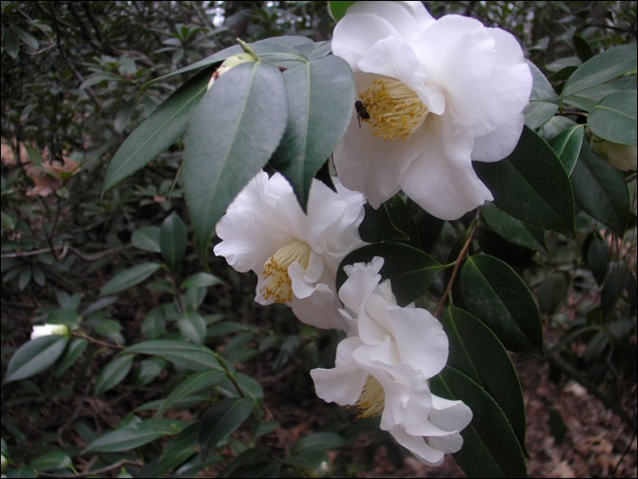 a-SANY0210.JPG