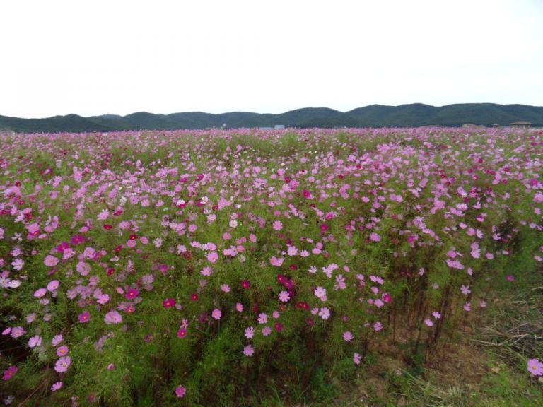 SDC10457.JPG