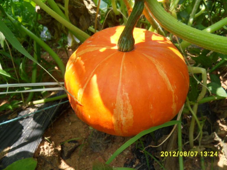 SDC14574.JPG