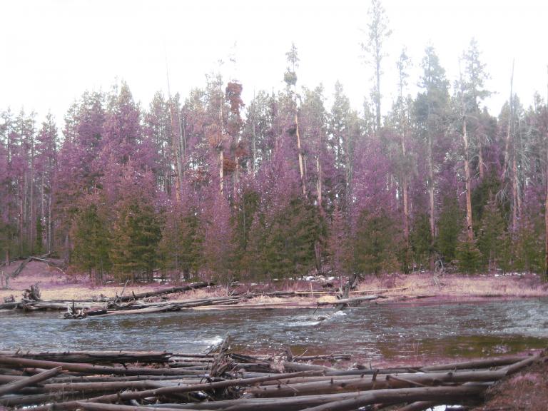 Yellowstone 673.JPG