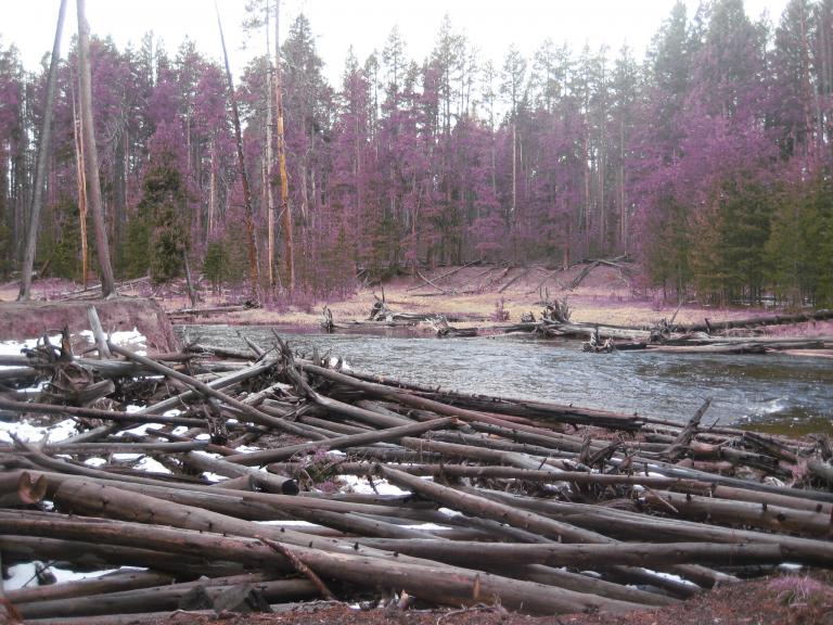 Yellowstone 674.JPG
