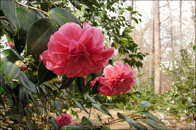 b-SANY0971.JPG