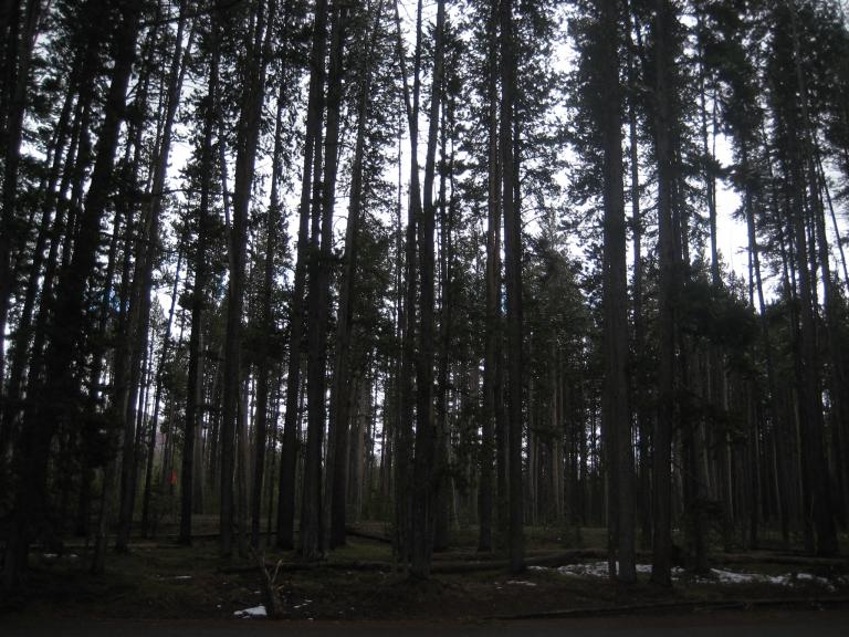 Yellowstone 676.JPG
