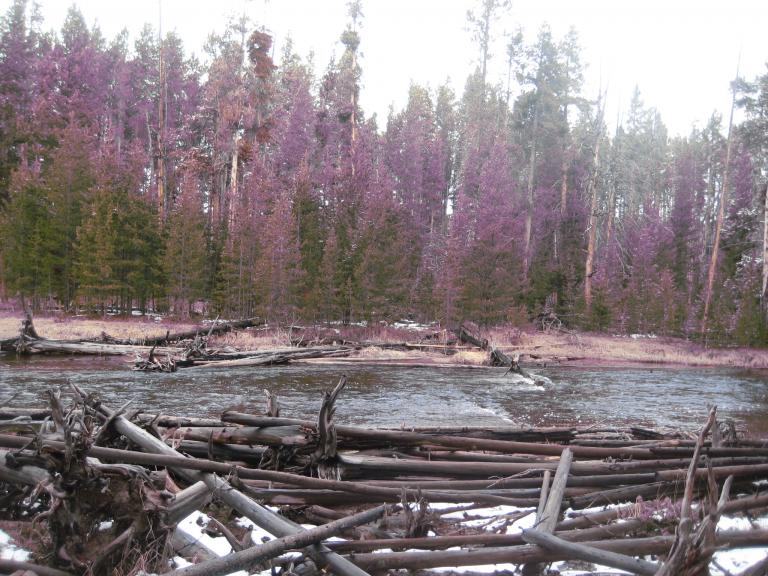 Yellowstone 680.JPG