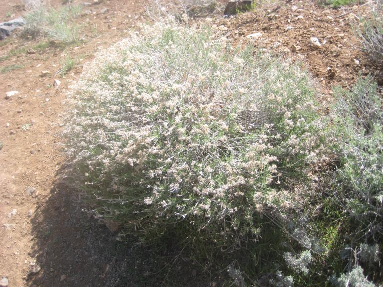 Sage BrushFlowers 023.JPG