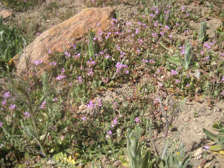 Sage BrushFlowers 024.JPG