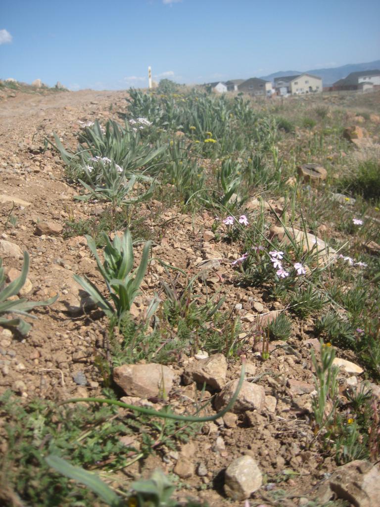 Sage BrushFlowers 026.JPG