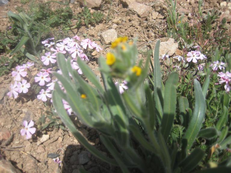 Sage BrushFlowers 028.JPG